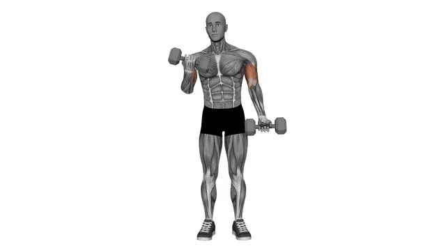 Alternate bicep curl standing dumbbells (2)