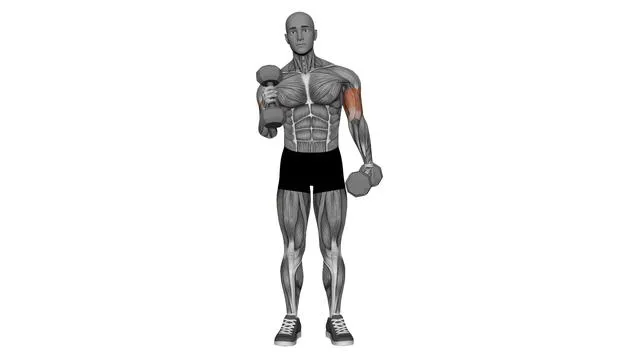 Alternate hammer curl standing dumbbells (2)