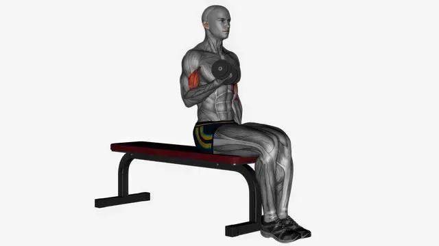 Alternating biceps curl seated dumbbells (2)