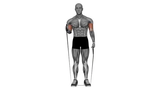 alternating biceps hammer curls resistance band (2)
