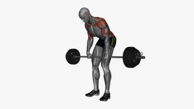Barbell Bent Over Row (2)