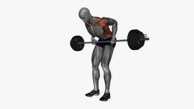 Barbell Bent Over Row (3)