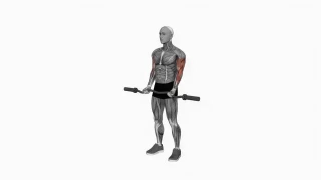 Barbell Curl (2)
