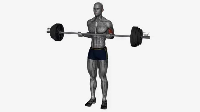 Barbell drag curl (2)