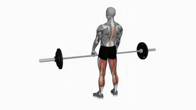 Barbell romanian deadlift (2)