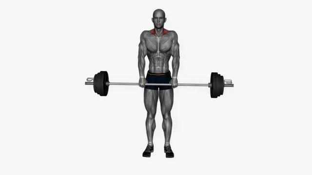 Barbell shrugs (2)