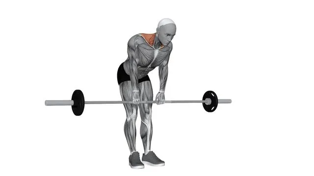 Barbell Silverback Shrug (2)