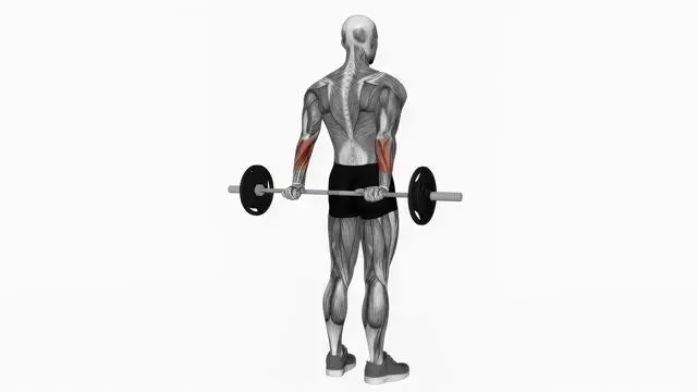 Barbell standing back wrist curl (2)