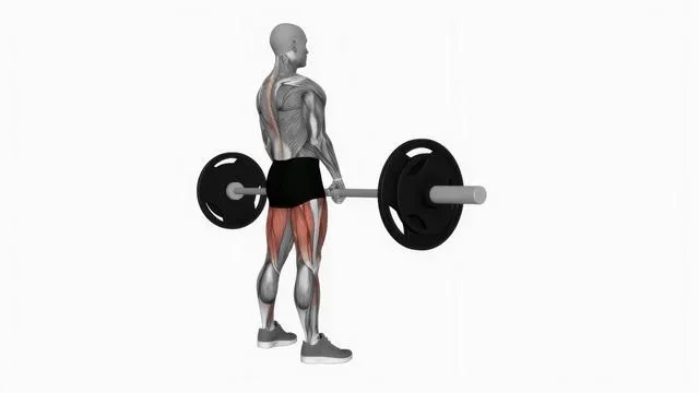 Barbell sumo romanian deadlift (2)