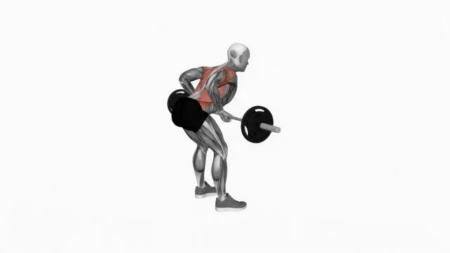 Barbell underhand bent over row (2)