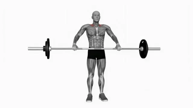 Barbell wide shrug (2)