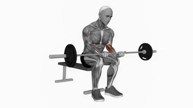 Barbell wrist curl on knees (2)