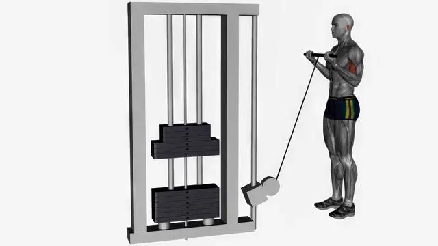 Biceps curl cable (2)