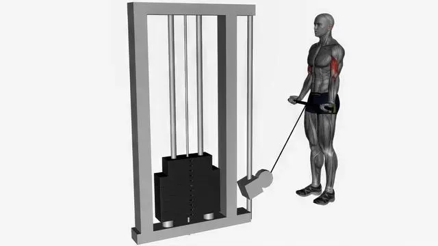 Biceps curl cable (3)