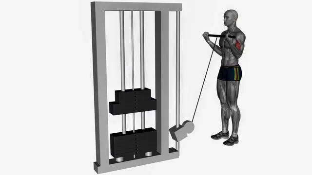 Biceps curl cable (4)