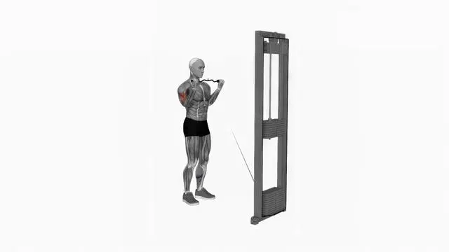 Cable biceps curl (EZ bar) (2)