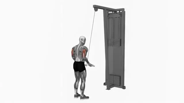 Cable reverse grip triceps pushdown (EZ bar) (2)