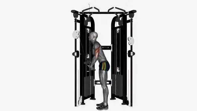 Cable triceps push down elbow out (v bar) (2)