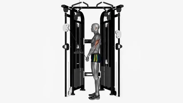 Cable triceps push down ez bar (2)