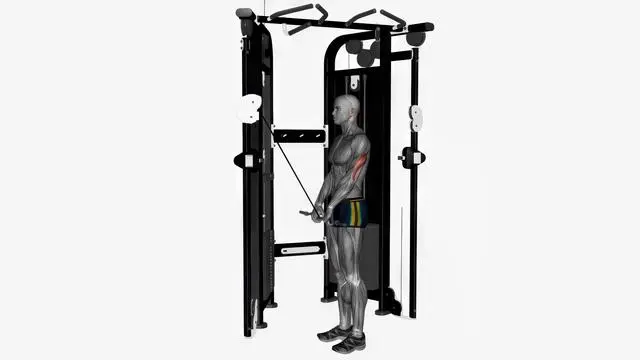 Cable triceps push down ez bar (6)