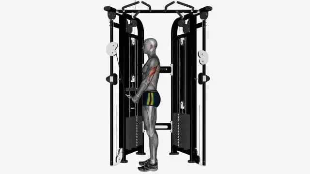 Cable triceps push down v bar (2)