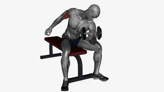 Concentration curls dumbbell (2)