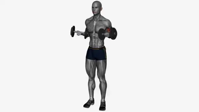 Drag curl dumbbell (2)
