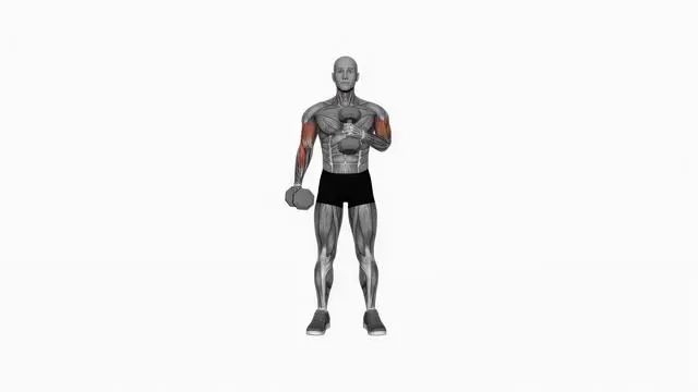 Dumbbell Cross Body Hammer Curl (Version 2) (2)