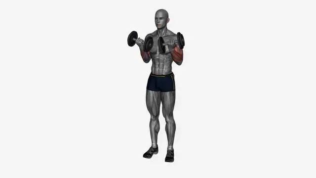 Dumbbell curls (2)