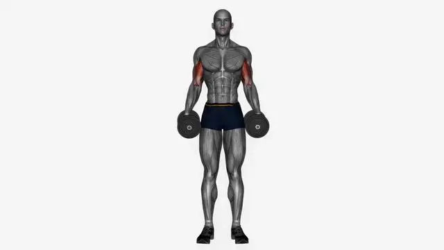 Dumbbell curls (3)
