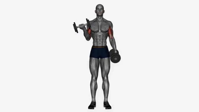 Dumbbell curls (4)