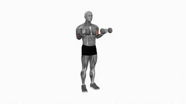 Dumbbell Half Biceps Curl for 21s (2)