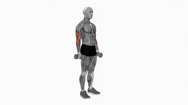 Dumbbell Hammer Curl (3)