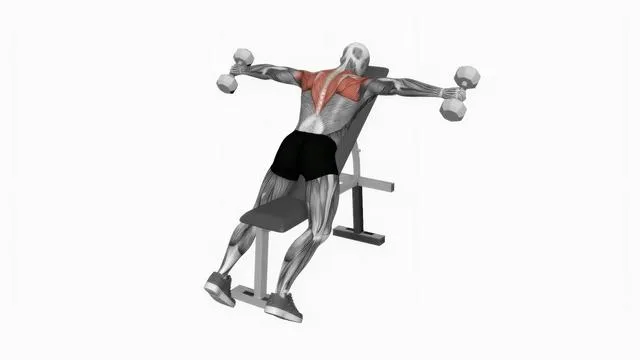 Dumbbell Incline Rear Lateral Raise (2)