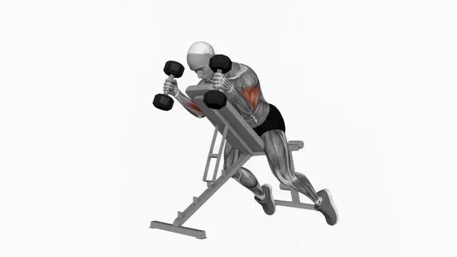 Dumbbell Prone Incline Hammer Curl (2)