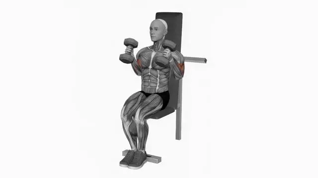 Dumbbell Seated Hammer Curl (2)