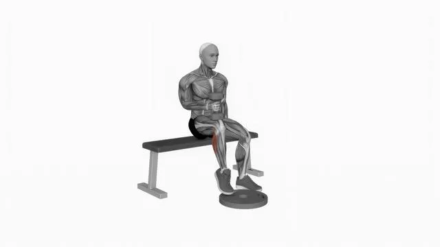 Dumbbell Seated One Leg Calf Raise Hammer Grip (2)