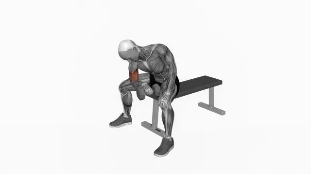 Dumbbell Seated Reverse grip Concentration Curl (2)