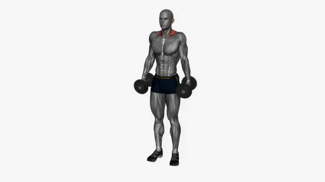 Dumbbell shrugs (2)