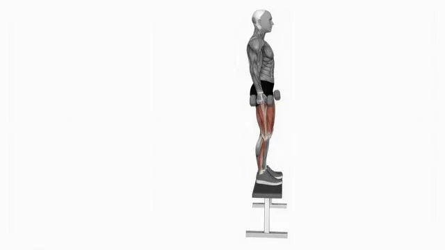 Dumbbell Step up on Bench (2)