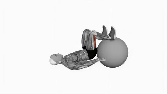 Exercise Ball Leg Curl (2)