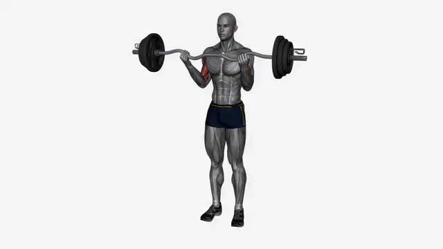 Ez bar biceps curl normal grip (2)