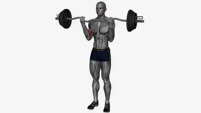 Ez bar biceps curl wide grip (2)