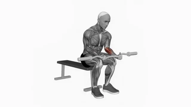 EZ Bar Seated Wrist Curl (2)