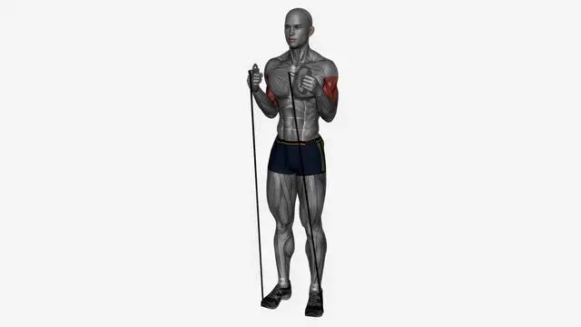 Hammer curl Resistance band simultaneous (2)