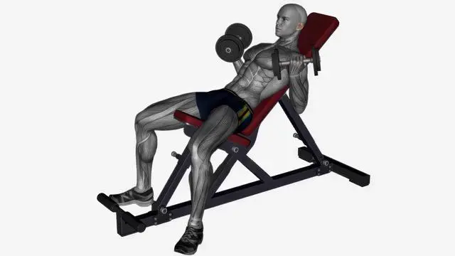 Incline dumbbell curl (2)