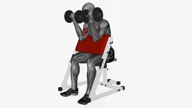Preacher curl dumbbells simultaneous (2)