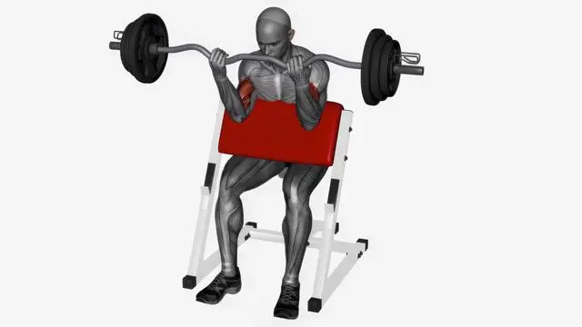 Preacher curl ez bar (2)