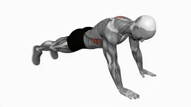 Scapula push up (2)