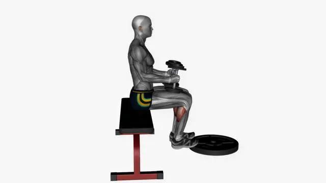 Seated calf raises dumbbell on knee (2)